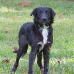 A black and white dog standing in the grass.