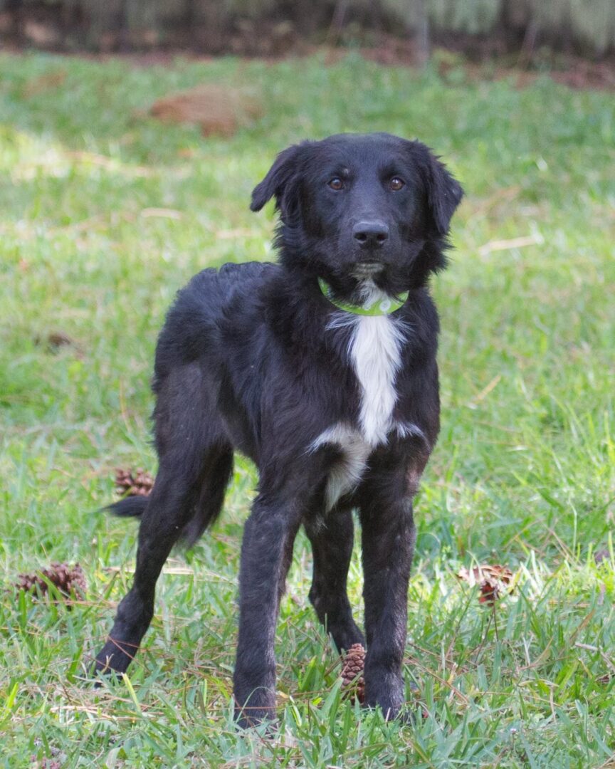 A black and white dog standing in the grass.