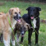 Three dogs on a leash.