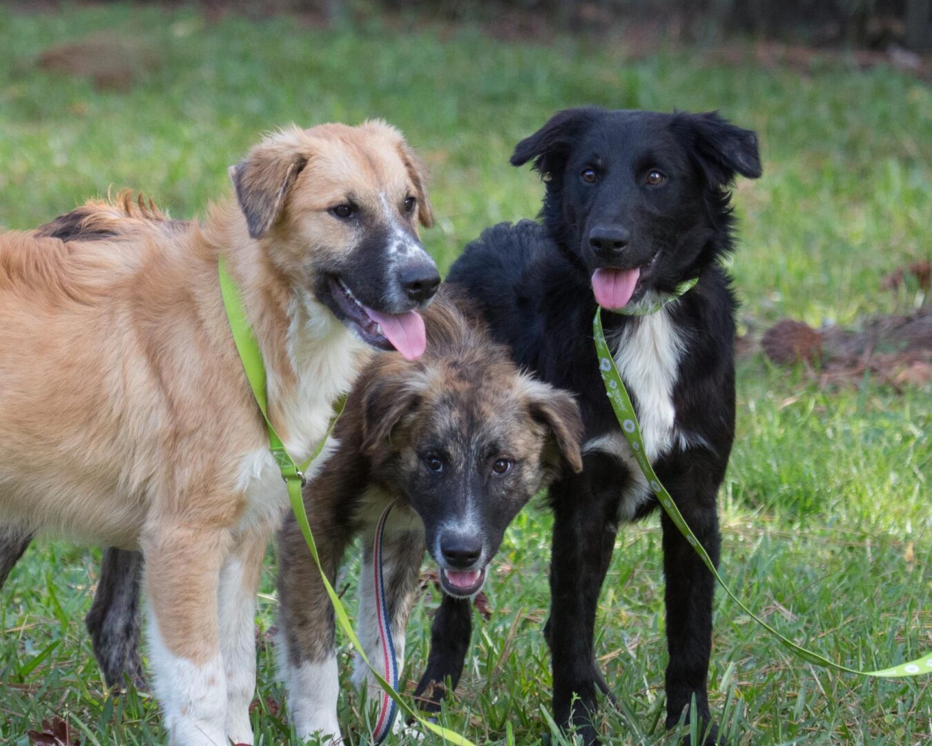 Three dogs on a leash.