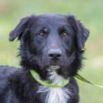 A black and white dog with a green leash.