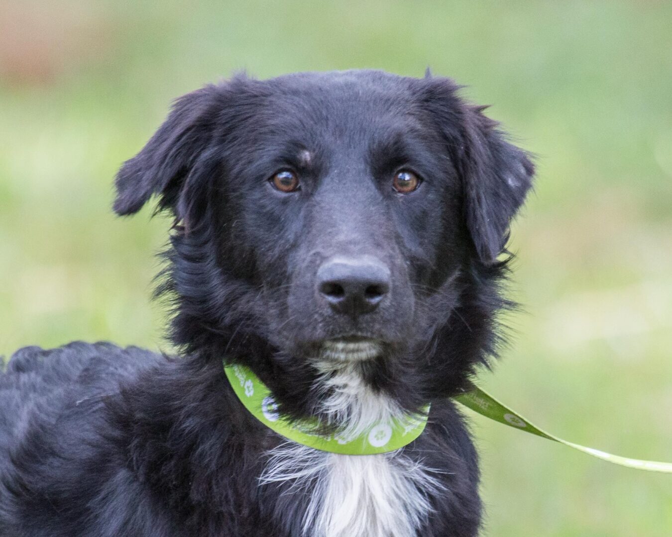 A black and white dog with a green leash.
