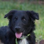 A black and white dog is sitting in the grass.