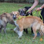 Three dogs on a leash in a yard.