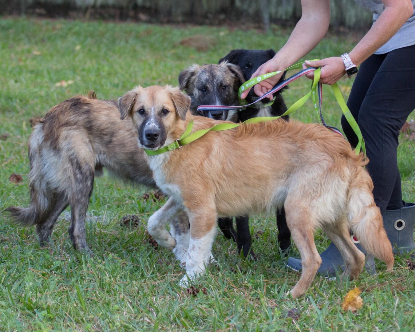 Three dogs on a leash in a yard.