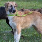 Three dogs standing in the grass with a green leash.