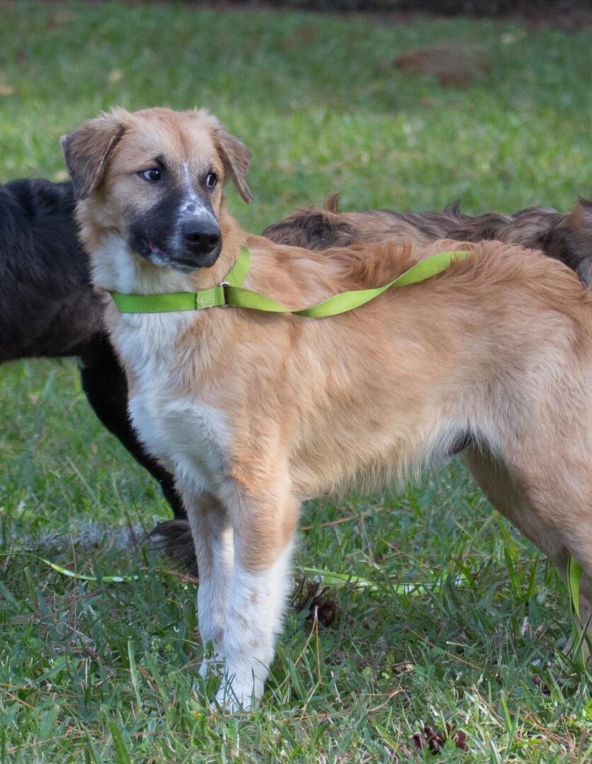 Three dogs standing in the grass with a green leash.