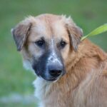 A brown and white dog with a green tag.