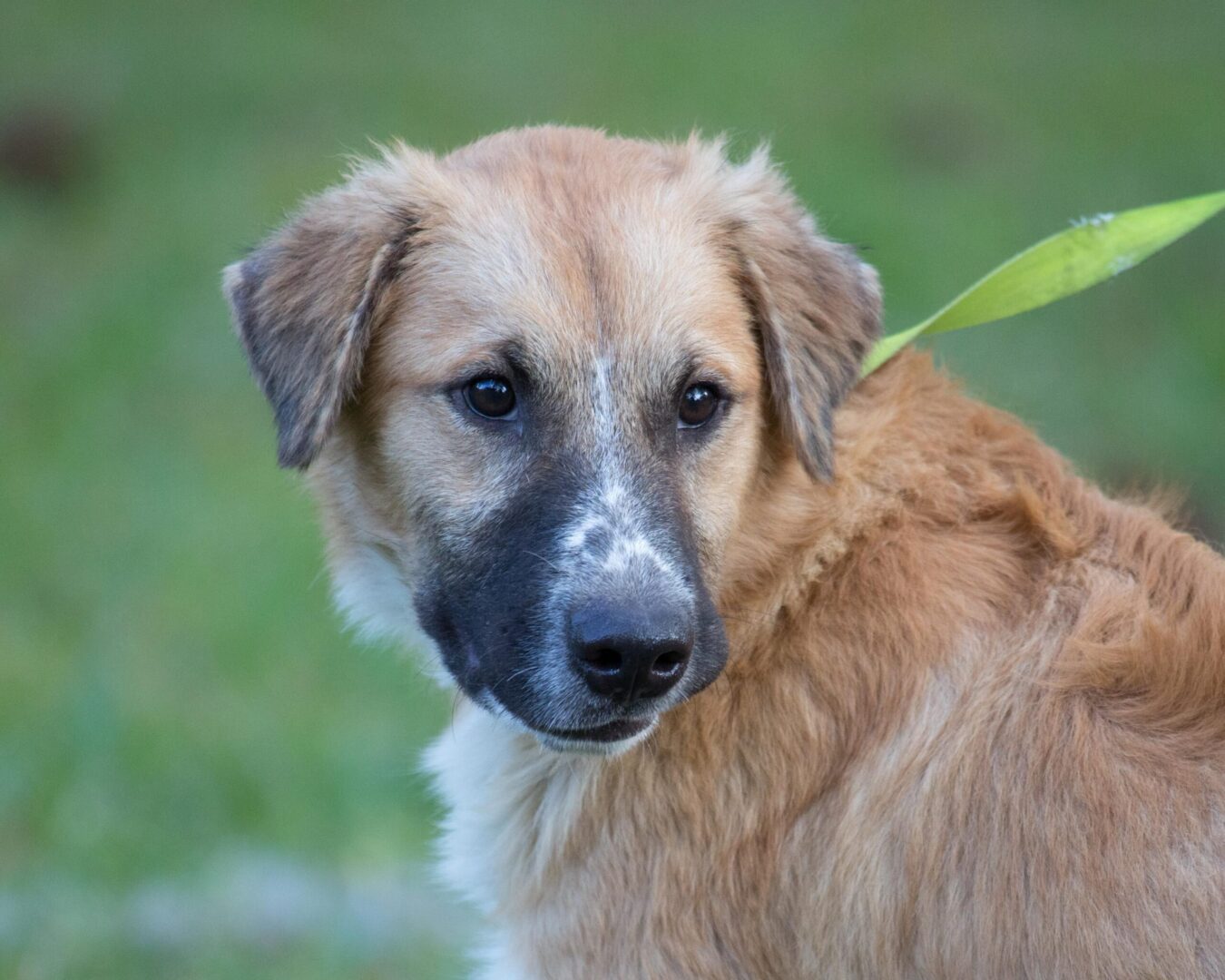 A brown and white dog with a green tag.