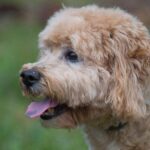 A brown dog with its tongue out looking at the camera.