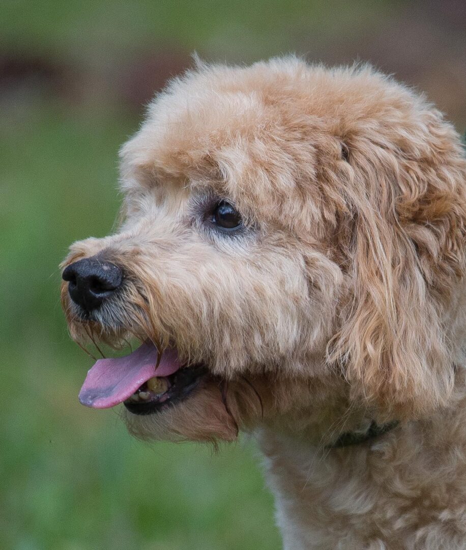 A brown dog with its tongue out looking at the camera.