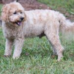 A brown and white poodle standing in the grass.