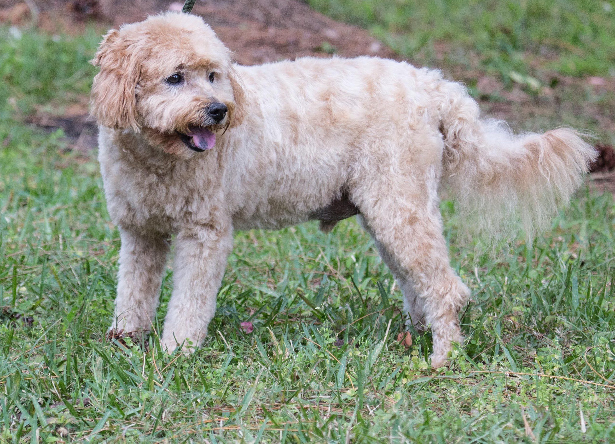 A brown and white poodle standing in the grass.