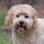 A small brown dog standing on a leash in the grass.