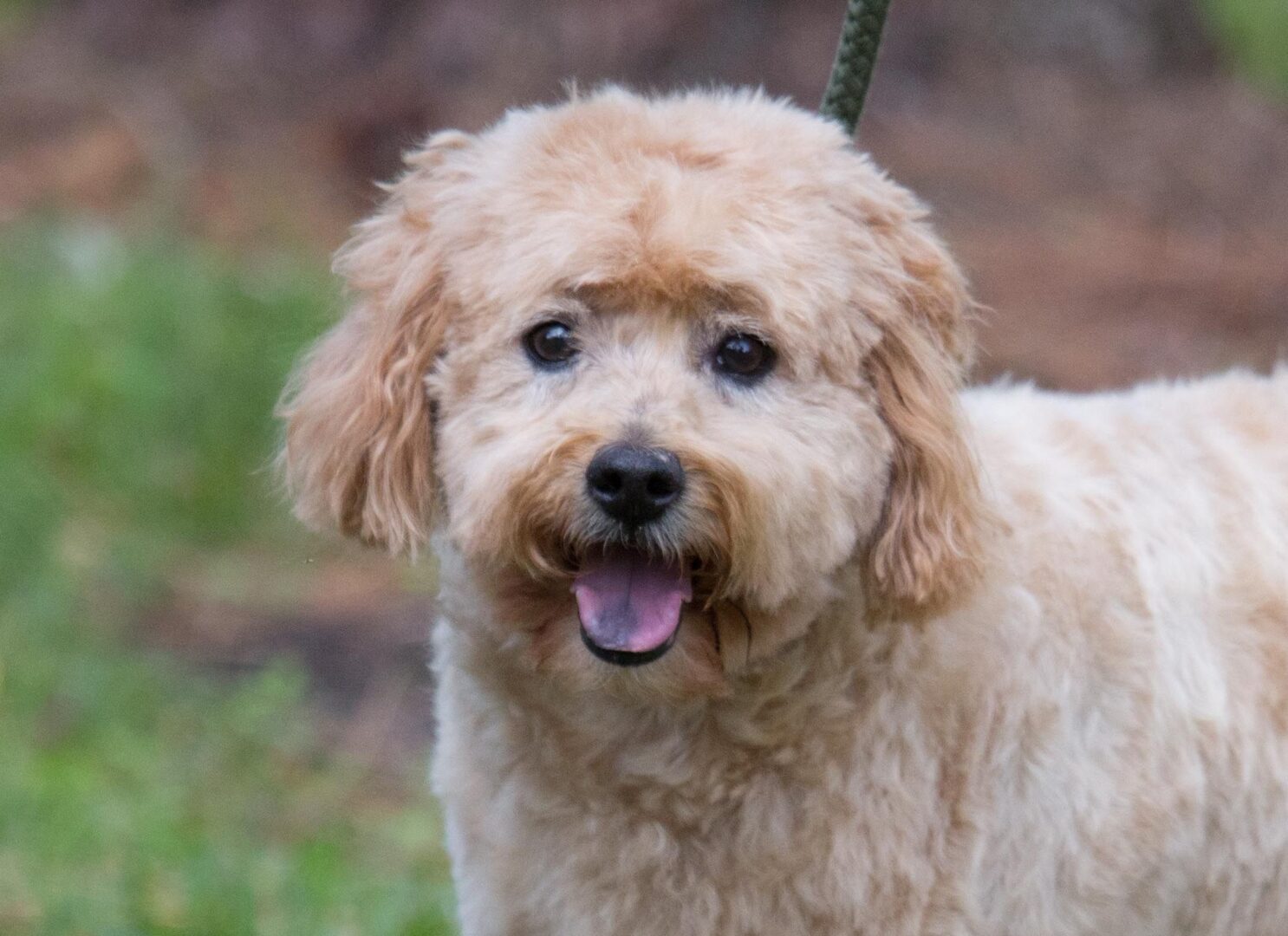 A small brown dog standing on a leash in the grass.