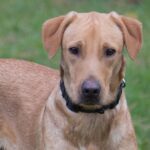A brown dog is standing in the grass.