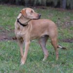 A brown dog standing in the grass.