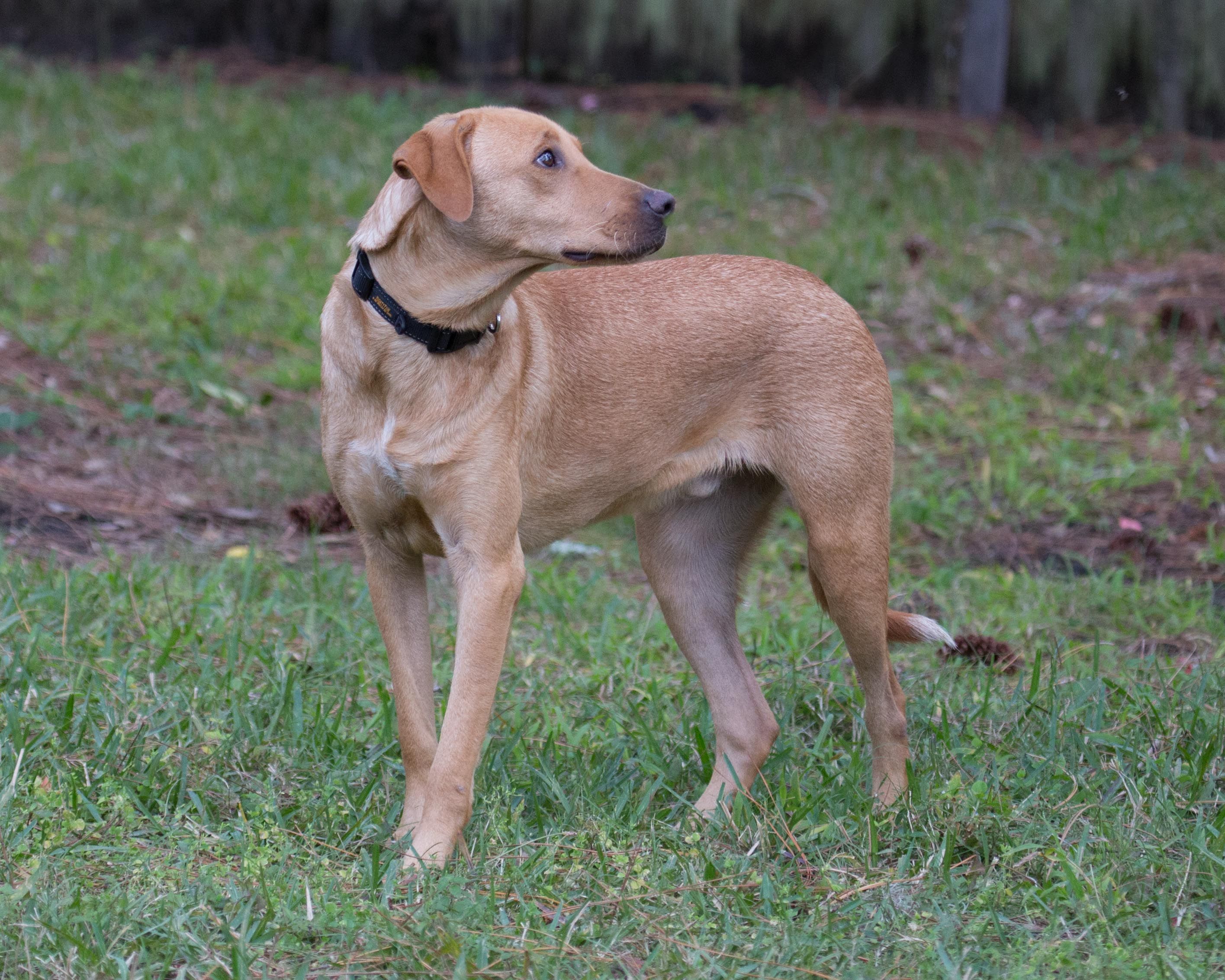 A brown dog standing in the grass.