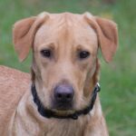 A brown dog is standing in the grass.
