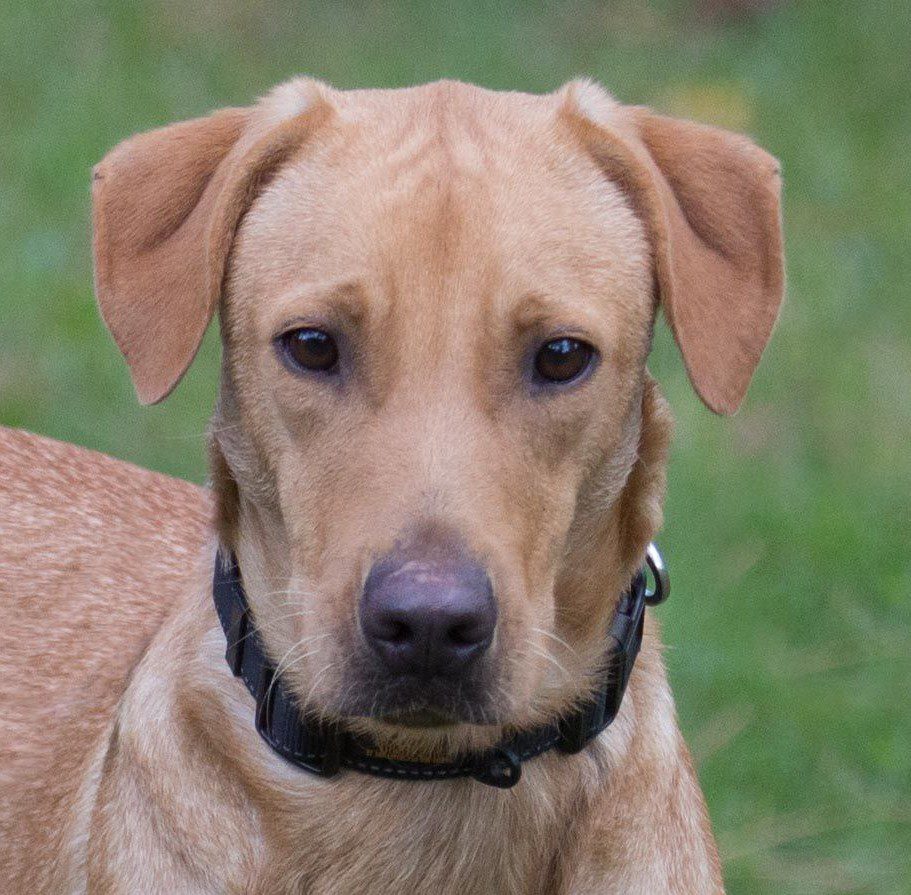 A brown dog is standing in the grass.
