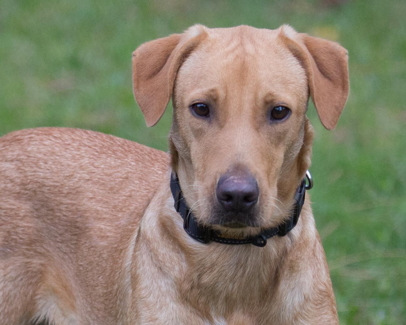 A brown dog is standing in the grass.