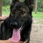A person is petting a black german shepherd dog.