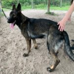 A person is petting a black german shepherd dog.