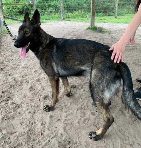 A person is petting a black german shepherd dog.