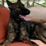 A woman is sitting on a couch with a german shepherd dog.