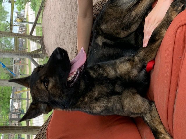 A woman is sitting on a couch with a german shepherd dog.