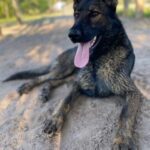 A black dog laying on the ground with his tongue out.