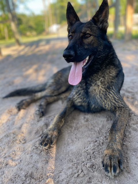 A black dog laying on the ground with his tongue out.