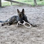 A black and white dog chewing on a toy.
