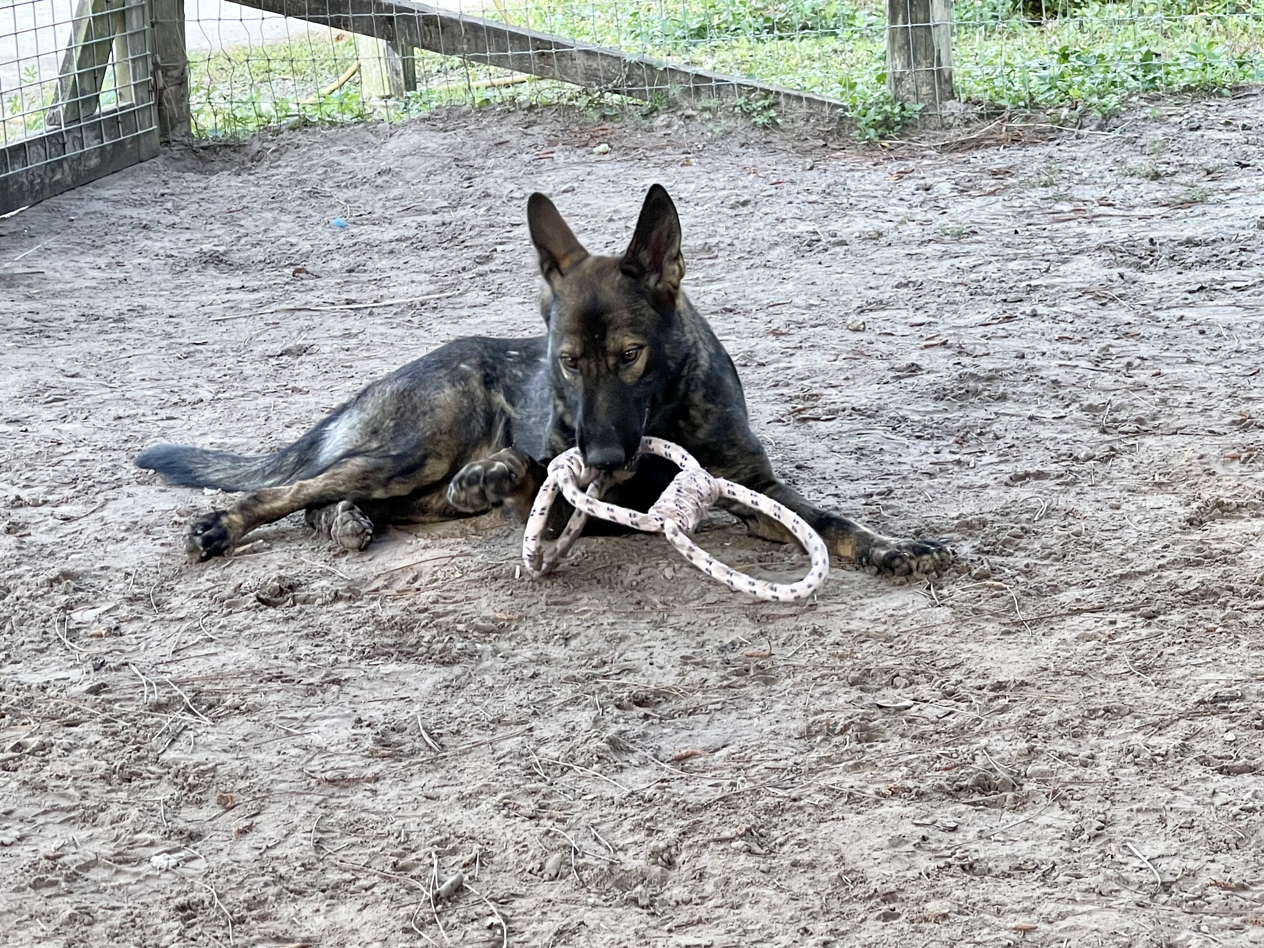A black and white dog chewing on a toy.