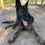 A black german shepherd dog laying in the sand.