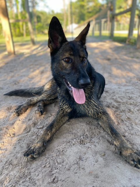A black german shepherd dog laying in the sand.
