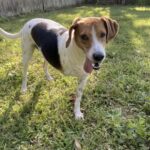 Person, an adoptable beagle & cocker spaniel mix in jacksonville, fl.
