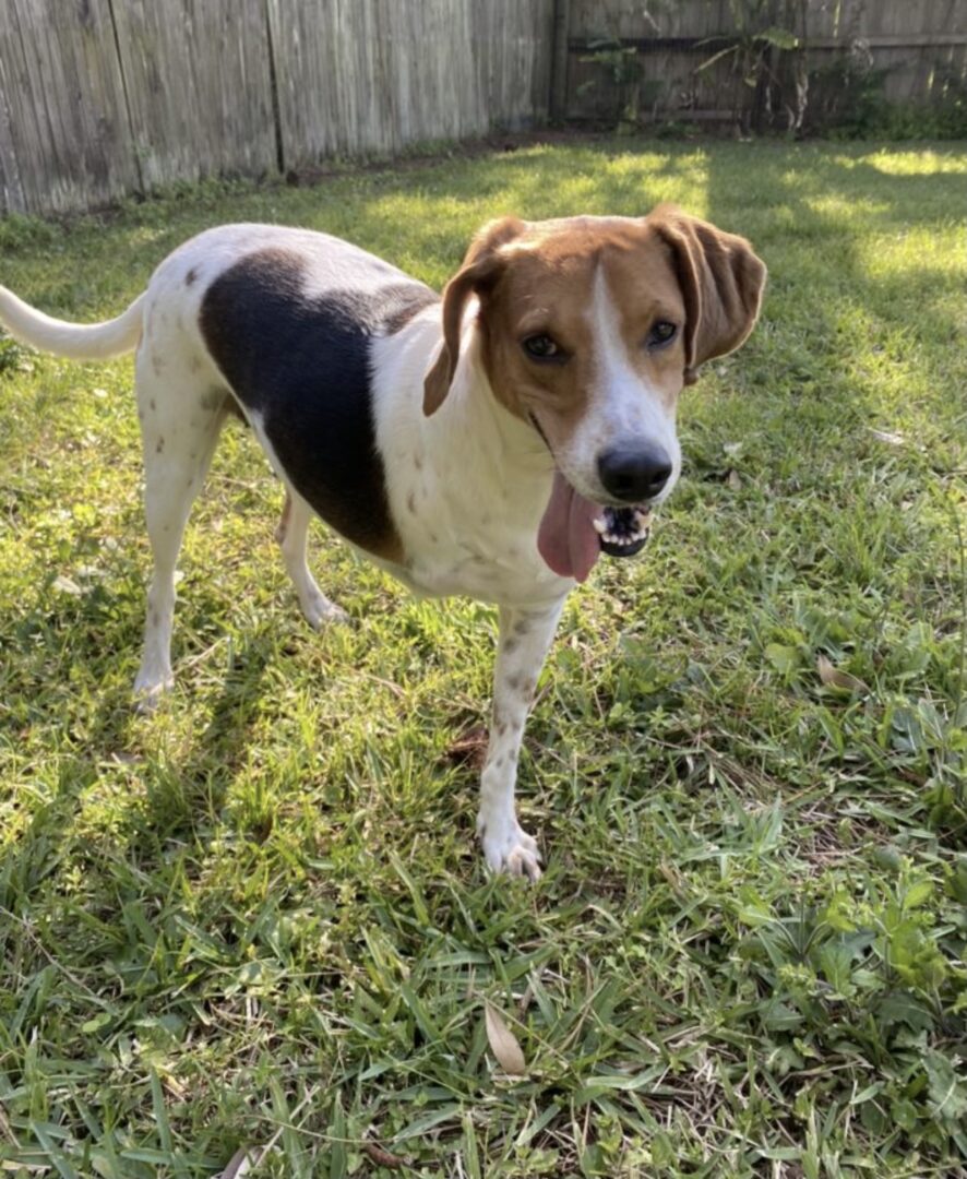 Person, an adoptable beagle & cocker spaniel mix in jacksonville, fl.