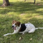 An adoptable beagle laying in the grass next to a tree.