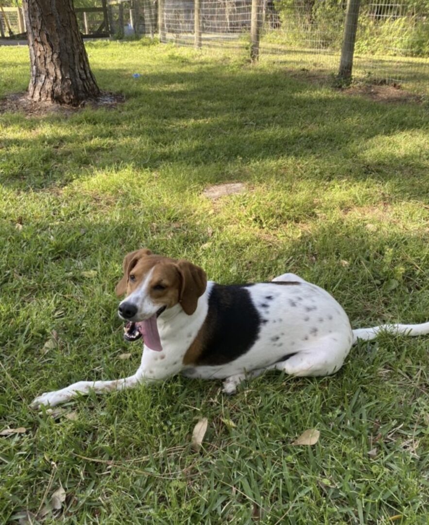 An adoptable beagle laying in the grass next to a tree.