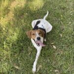A dog is laying in the grass with his tongue out.