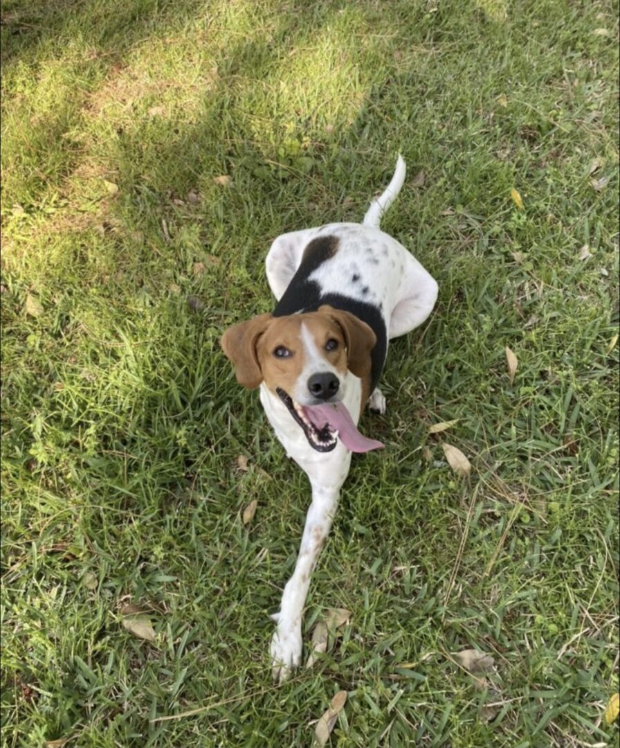 A dog is laying in the grass with his tongue out.