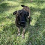 A black and brown dog standing in the grass.