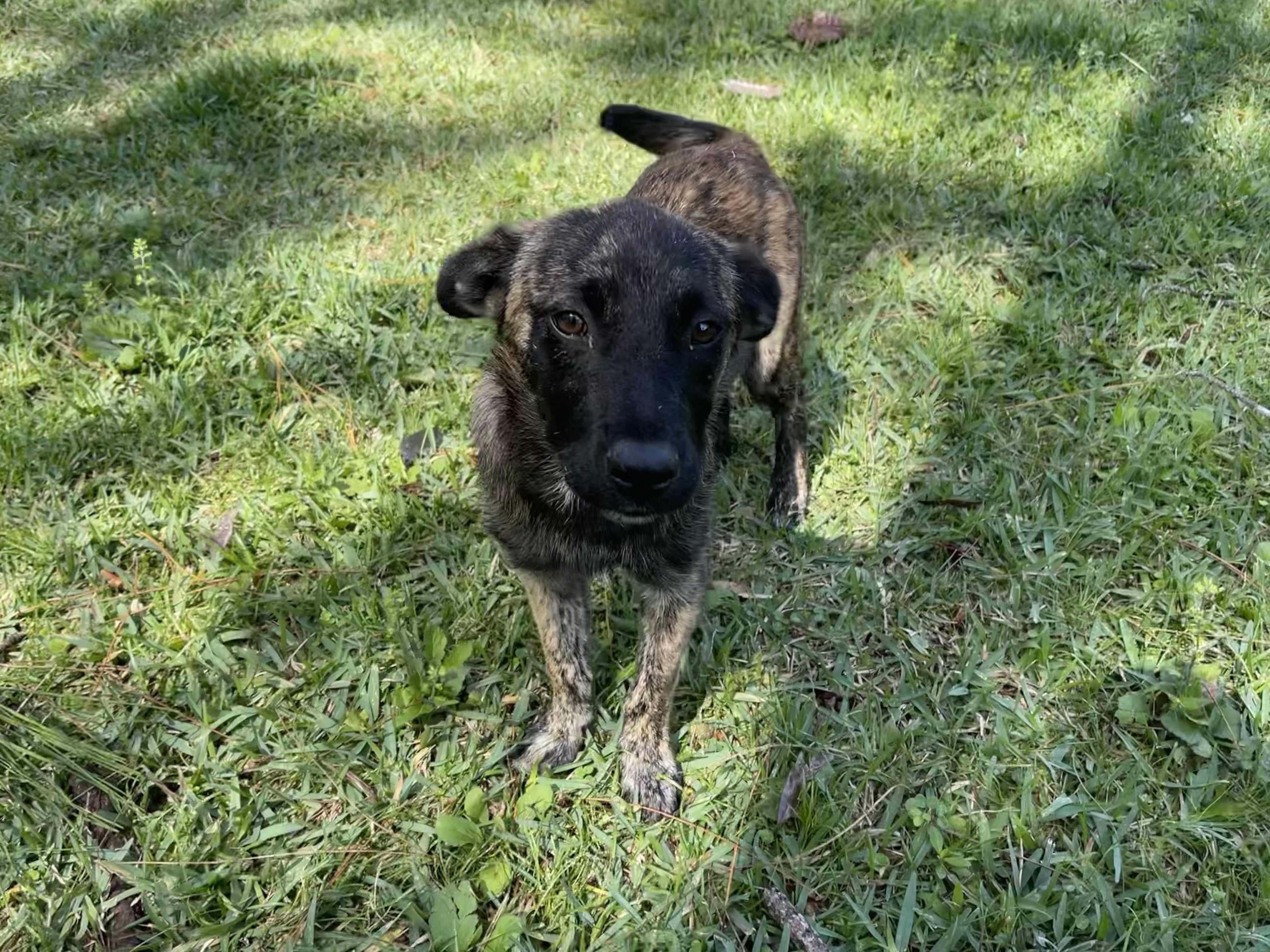 A black and brown dog standing in the grass.