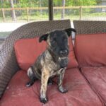 A black and tan dog sitting on a red couch.