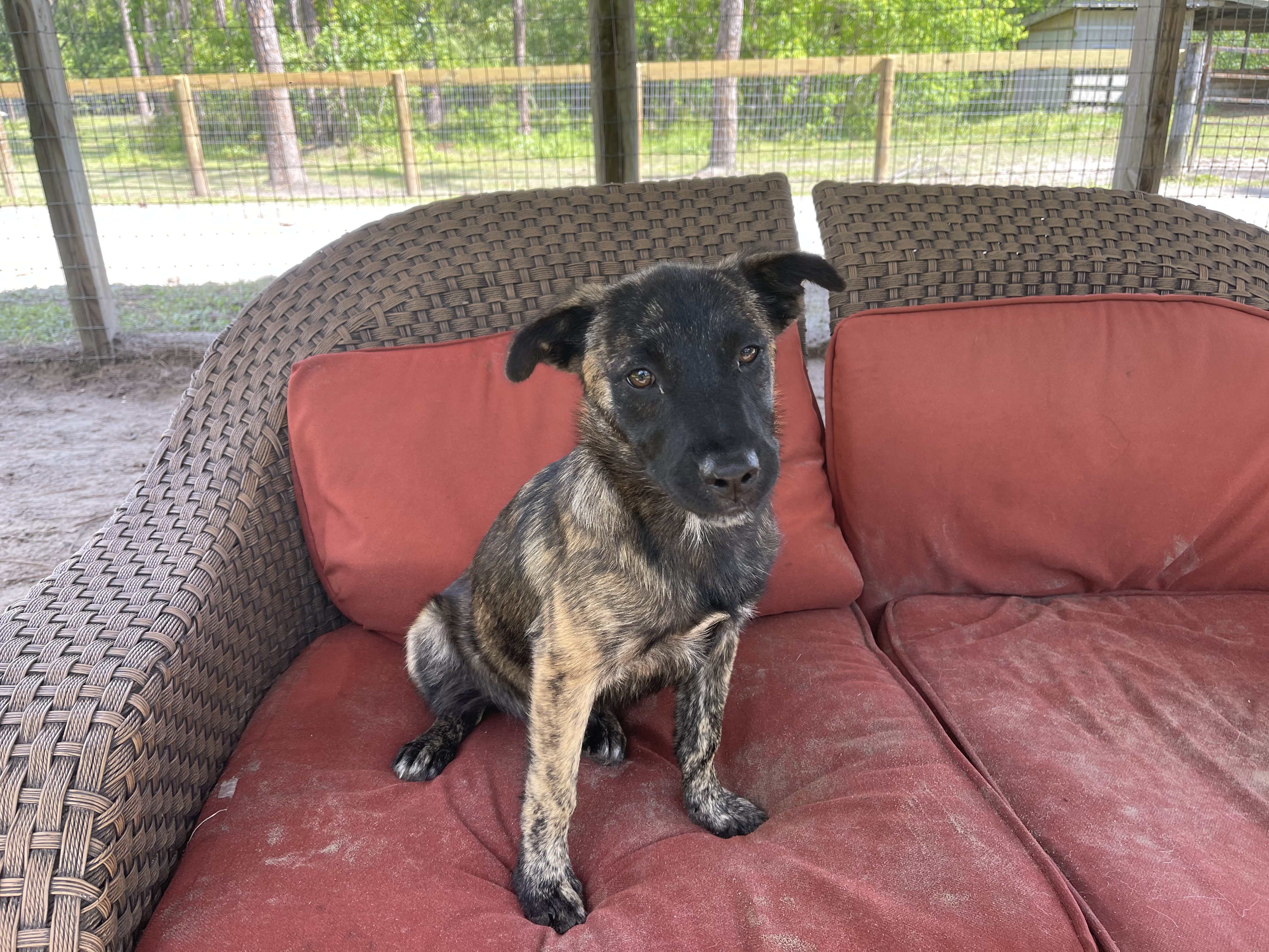 A black and tan dog sitting on a red couch.
