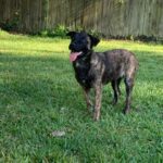 A black and brown dog standing in the grass.