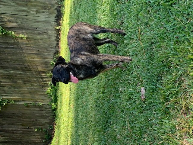 A black and brown dog standing in the grass.