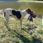 A dog standing next to a pond with a toy in its mouth.