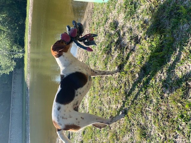 A dog standing next to a pond with a toy in its mouth.